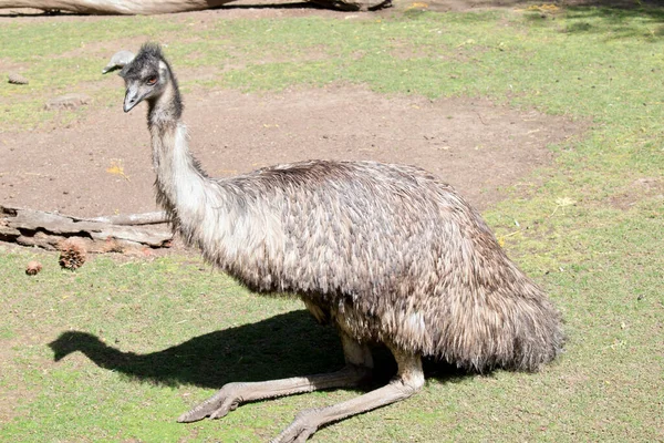 Emuは背の高い空飛ぶ鳥で — ストック写真