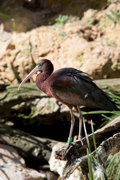 Glossy Ibis Pretty Water Bird Maroon Red Coloring — Stock Photo, Image