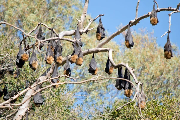 Los Murciélagos Fruta Están Centro Adelaida Por Los Jardines Botánicos — Foto de Stock