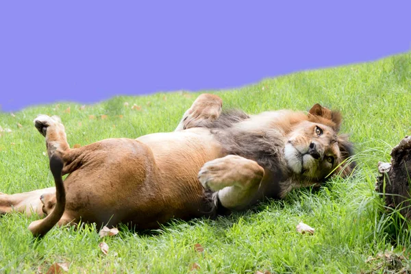 Der Löwe Hat Ein Goldenes Fell Und Eine Dunkelbraune Mähne — Stockfoto