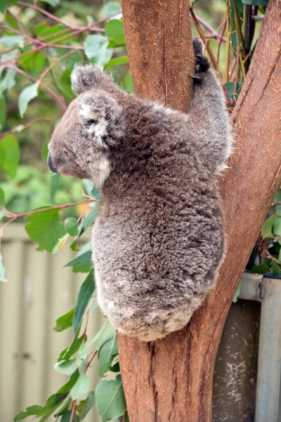 Joven Koala Está Bajando Por Árbol — Foto de Stock