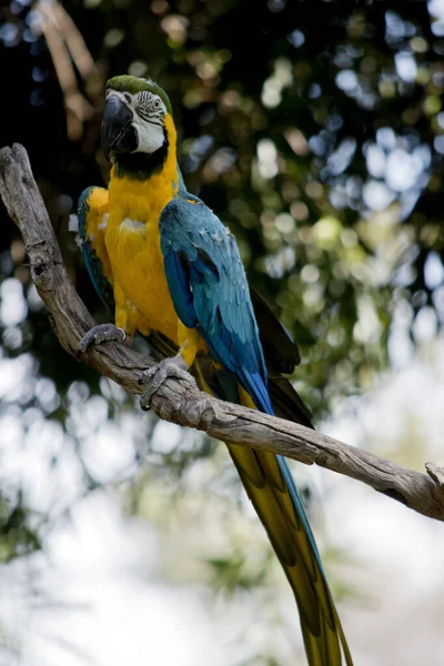 Mavi Altın Papağan Amazon Yaşayan Büyük Bir Papağandır — Stok fotoğraf