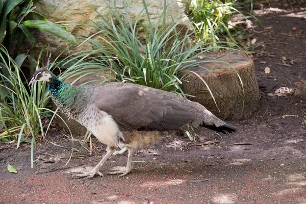 Peahen Έχει Καφέ Φτερά Και Λευκό Στομάχι — Φωτογραφία Αρχείου