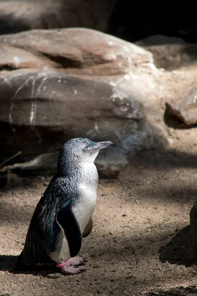 Tohle Pohled Tučňáka Vílího — Stock fotografie