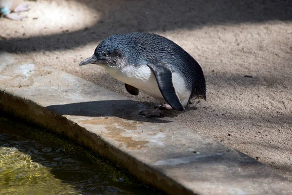 Fairy Penguin Black White Bird — Stock Photo, Image