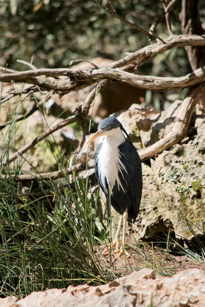 Den Pied Heron Står Stenar Letar Efter Mat — Stockfoto