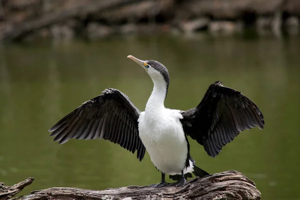 Cormorán Espiado Ave Marina Blanca Negra —  Fotos de Stock