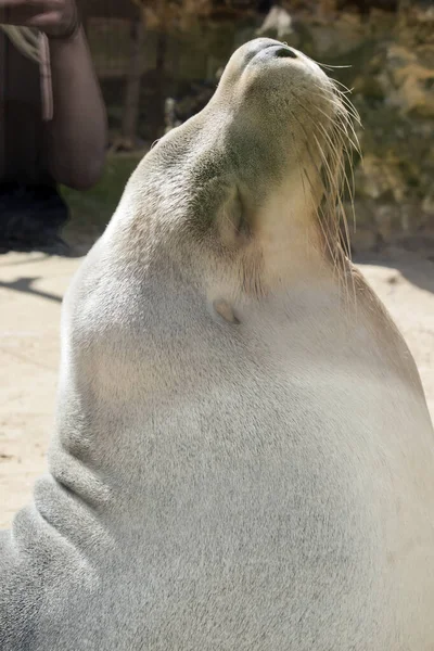 Dies Ist Eine Nahaufnahme Eines Seelöwen — Stockfoto