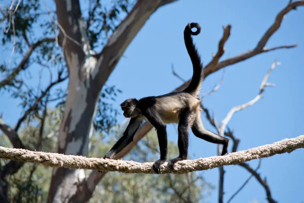 Örümcek maymunun siyah ve bronz kürkü var. Dengesini korumak için kullandığı uzun bir kuyruğu var.