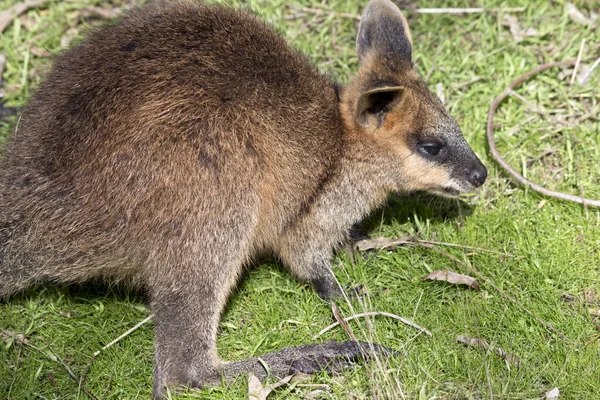 Side View Swamp Wallaby — Stock Photo, Image