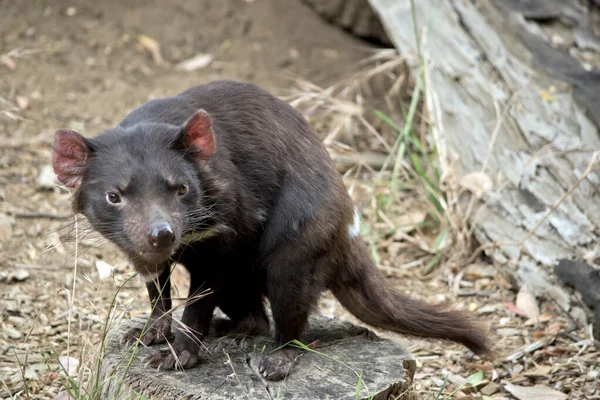 Diablo Tasmania Marsupial Negro Vicioso Que Camina Sobre Patas — Foto de Stock