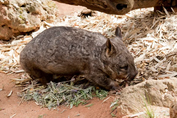 Wombat Native Australia Live Burrows Ground Day Vegitarians — Stock Photo, Image