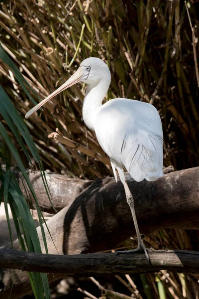 Espátula Amarilla Gran Pájaro Blanco Con Pico Parecido Una Cuchara —  Fotos de Stock