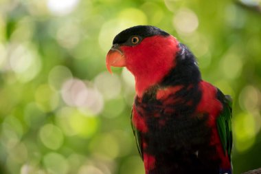 Bu siyah bir lori 'nin yakın çekimi.