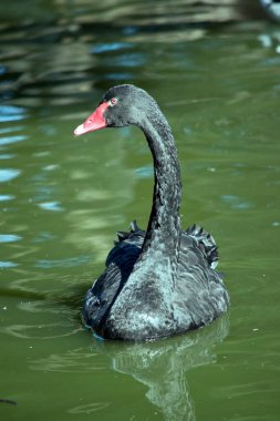 Siyah kuğu, kırmızı gagalı ve kırmızı gözlü siyah bir su kuşudur.