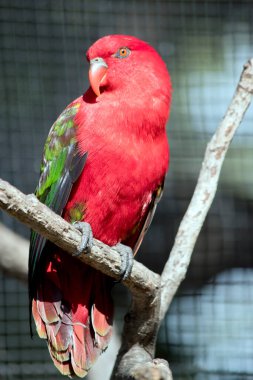 Geveze lory 'nin kırmızı bir vücudu, turuncu gagası ve gözü ve yeşil kanatları var.