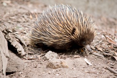 Ekidna, dikenli dikenleri olan kahverengi bir keseli hayvandır.