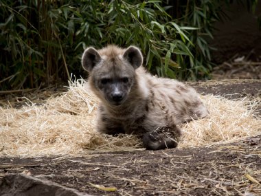 Benekli sırtlan kahverengi benekli ve siyah burunlu.