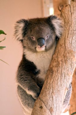 Koalalar ağaçlara tırmanıp sakız yiyen keseli hayvanlardır.