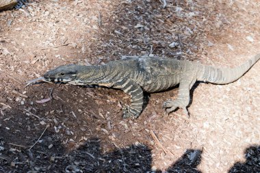 Dantel monitör ya da goanna siyah ve beyazdır, çatallı bir dili vardır.