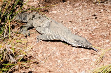 Dantel monitör çatallı diliyle avını arıyor, koku arıyor.