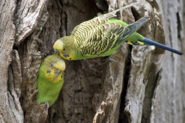 Muhabbet kuşlarının yeşil bir gövdesi ve sarı bir kafası var.