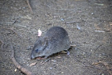 Uzun burunlu potorunun gri kürkü küçük bir keseli.