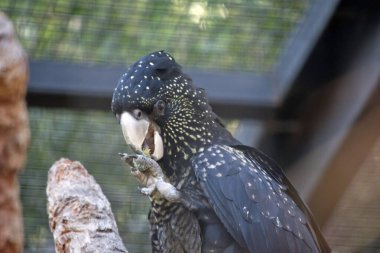 Dişi kırmızı kuyruklu siyah bir fındık yiyor.