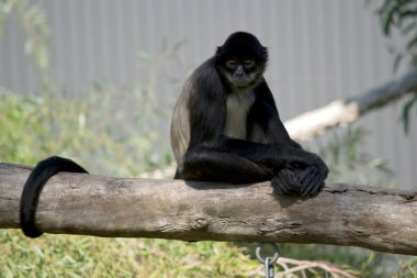 Örümcek maymunun bir krem sandığı var ve uzun kuyruğu olan siyah-gri renkli.
