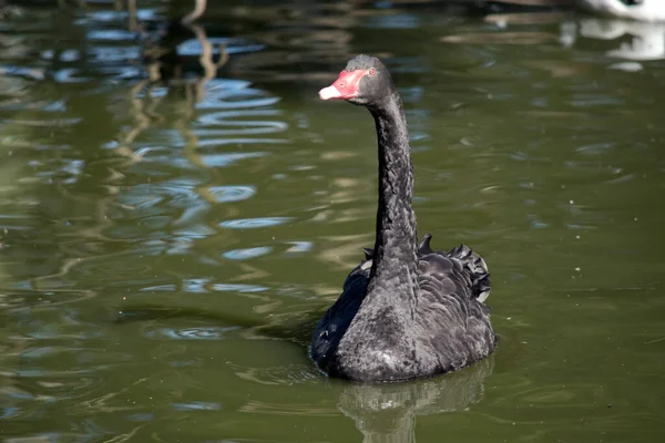 Black Swan Black Water Bird Red Yellow Beak Red Eyes — Stock Photo, Image