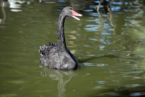 Cisne Preto Pássaro Água Preta Com Bico Vermelho Amarelo Olhos — Fotografia de Stock