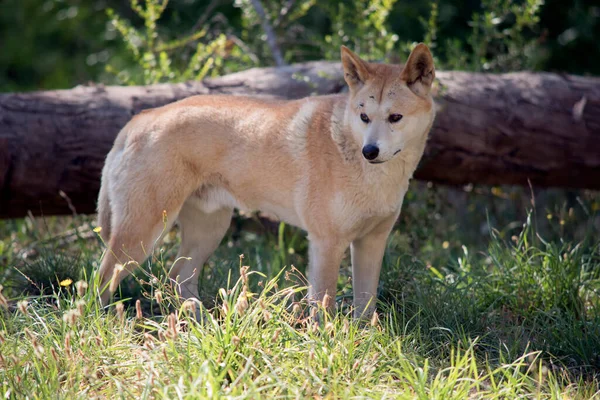 Dingo Dorato Cane Nativo Australiano Selvatico — Foto Stock