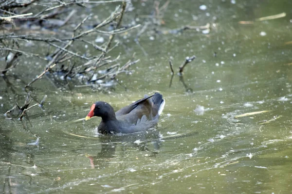 Moore Empoeirado Galinha Está Nadando Lago Procura Comida — Fotografia de Stock