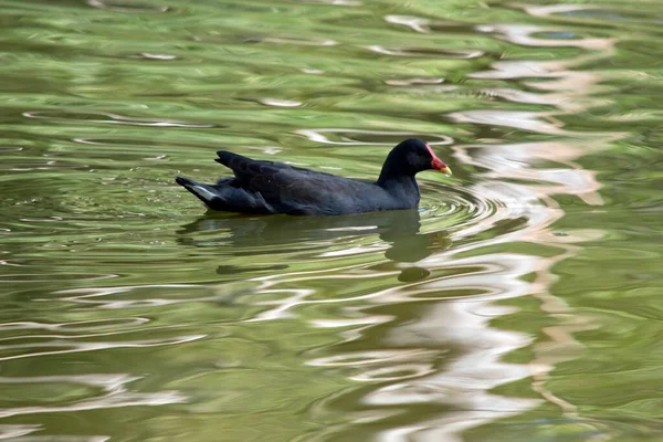 Das Staubige Moorhuhn Schwimmt Auf Der Suche Nach Nahrung See — Stockfoto