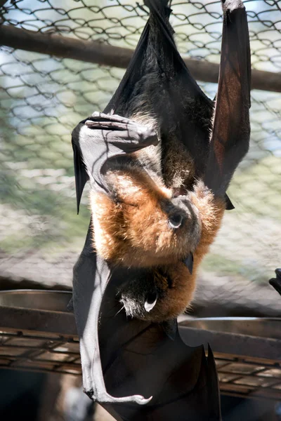 Murciélago Fruta Tiene Alas Negras Hombros Cuerpo Marrones Una Cabeza —  Fotos de Stock