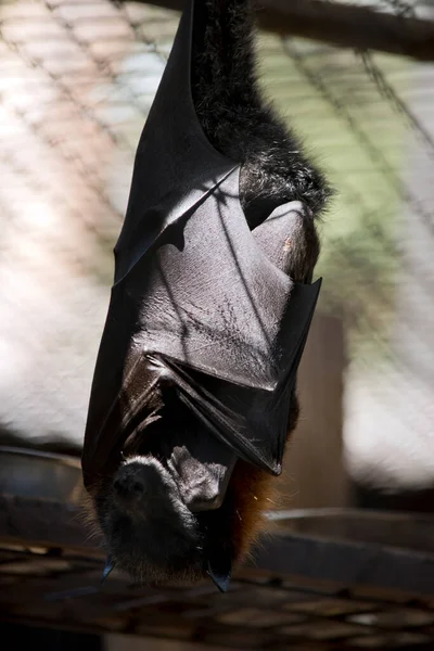 Fruit Bat Has Black Wings Brown Shoulders Body Grey Head — Stock Photo, Image