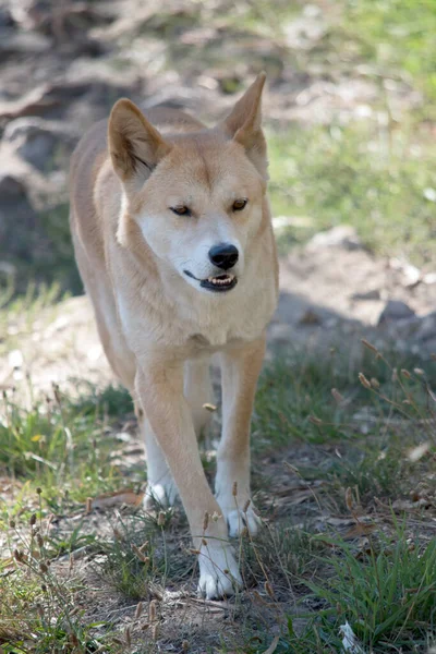 Der Goldene Dingo Ist Ein Goldbrauner Hund Der Durch Das — Stockfoto