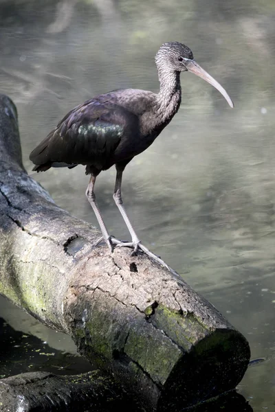 Ibis Brillante Pájaro Acuático Alto Con Patas Largas Cuello Pico —  Fotos de Stock