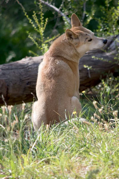 Der Goldene Dingo Ist Ein Goldbrauner Hund Der Durch Das — Stockfoto