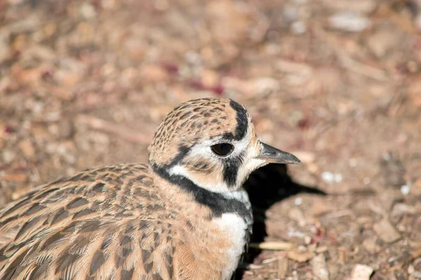 Side View Inland Dotterel — Stock Photo, Image