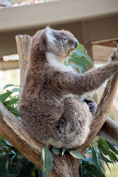 Dit Een Zijaanzicht Van Een Oude Koala — Stockfoto