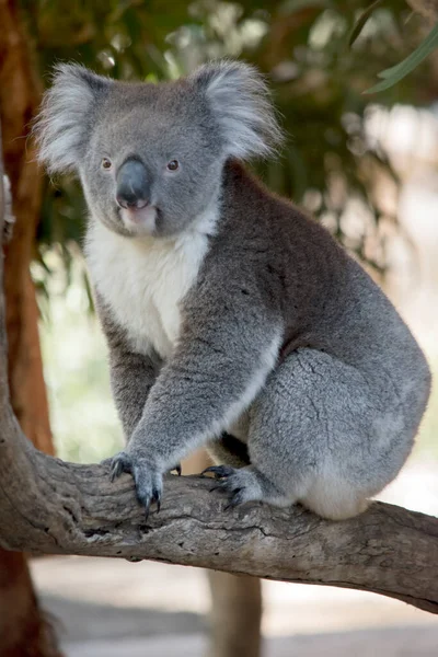 koalas are marsupials that climb trees and eat gum leaves, they have fluffy ears and a big black nose