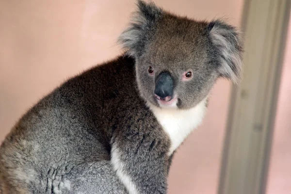 Koala Ett Pungdjur Som Grått Och Vitt Med Fluffiga Öron — Stockfoto