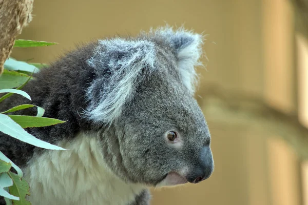 Este Primer Plano Una Cara Koalas — Foto de Stock