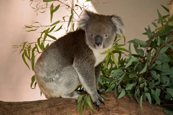 Koala Jest Torbaczem Szaro Białym Puszystymi Uszami — Zdjęcie stockowe