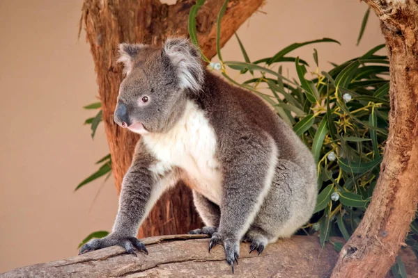 Koala Jest Torbaczem Szaro Białym Puszystymi Uszami Ostrymi Pazurami Drzew — Zdjęcie stockowe