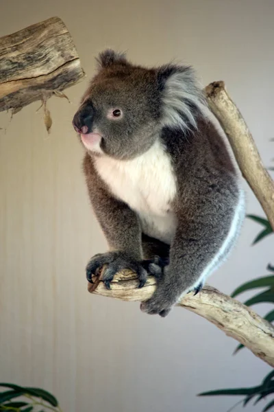 Koala Jest Torbaczem Szaro Białym Puszystymi Uszami Ostrymi Pazurami Drzew — Zdjęcie stockowe