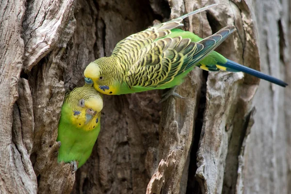 Parakeets Have Green Body Yellow Head — Stock Photo, Image