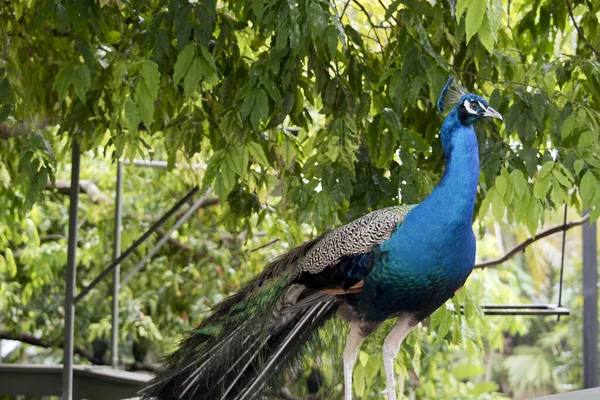 the pencock is shiny blue and colored feathers on its back and tail