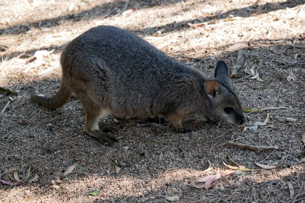 Tammar Wallaby Cute Small Grey Wallaby — стоковое фото